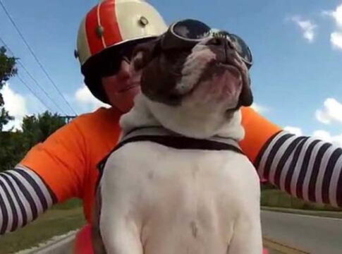 A kiskutya, aki imád gazdájával motorozni