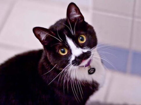 Különleges mintás állat bundák, amelyek néha igen viccesek