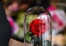 Elkészültek A Szépség és a szörnyeteg ihlette “örökrózsák”