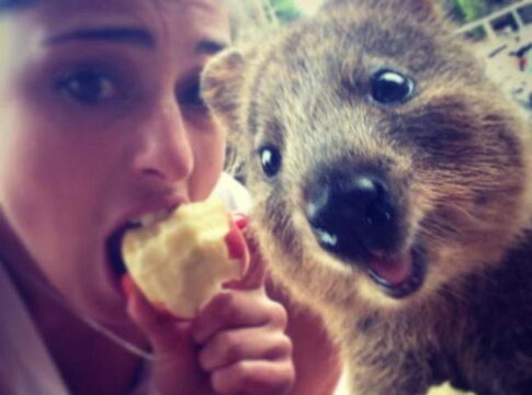 Nincs mókásabb fotóalany a kurtafarkú kengurunál