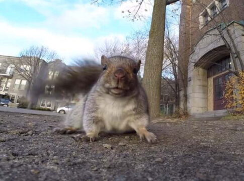 A mókus felkapta a kamerát és szelfizett egy jót