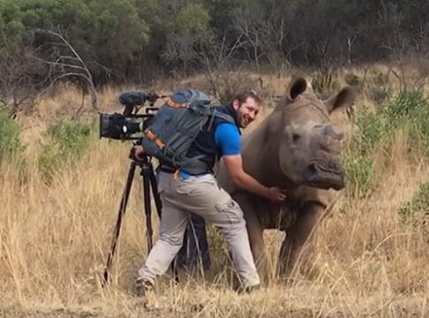 Az orrszarvú egy kis simogatásért sétált az operatőrhöz