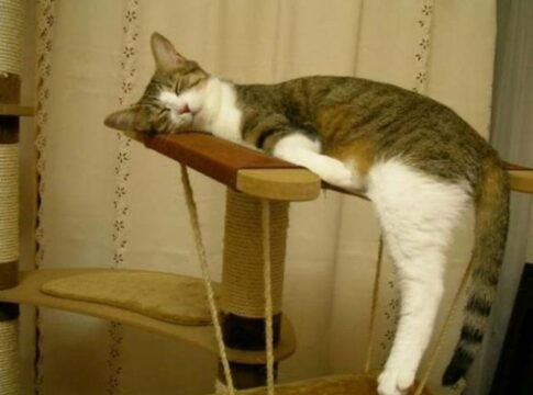 Az alvás művészetéhez a macskák értenek a legjobban