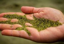 Papakolea gyönyörű zöld homokos tengerpartja