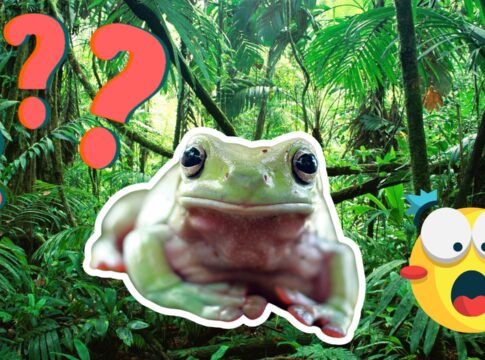 15 szórakoztató érdekesség a békákról